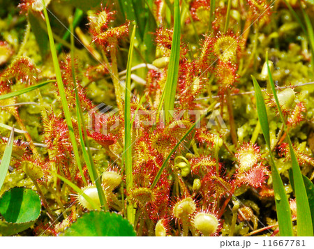 モウセンゴケ モウセンゴケ 11667781