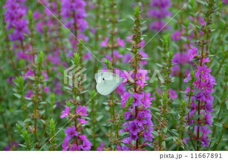 ミソハギとモンシロチョウ 11667891