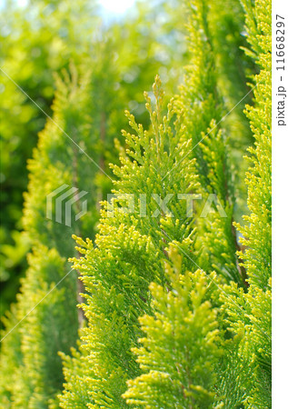 Bright Thuja Peek Closeup Bright Thuja Peek Closeup 11668297