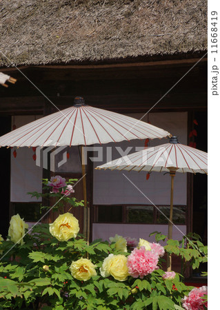 和傘と牡丹 和傘と牡丹 11668419