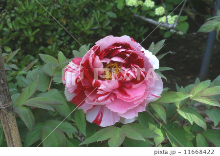 大輪の牡丹 シマニシキ 大輪の牡丹 シマニシキ 11668422