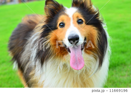 愛犬 11669196