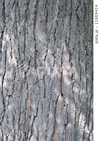 Kentucky Coffeetree Bark 11669424