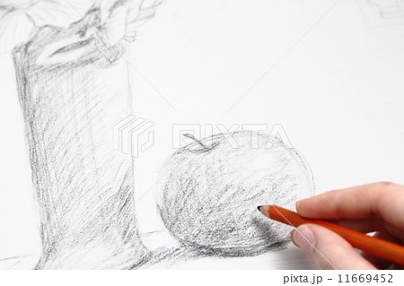 林檎のデッサン 11669452