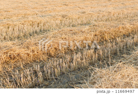 Tractor Tracks on Wheat Stubble 11669497