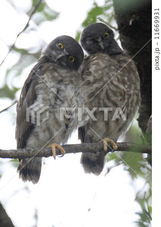 アオバズクの雛 11669931