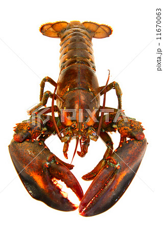 ロブスター 11670063