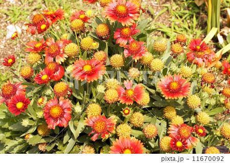 ガイラルディア 11670092