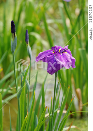 堀切菖蒲園の紫色の花菖蒲と蕾 11670137