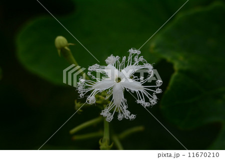ヘビウリの花 11670210