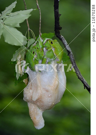 モリアオガエルの産卵 モリアオガエルの産卵 11670288