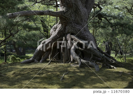 金沢兼六園・根上松 11670380
