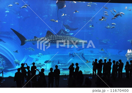 美ら海水族館で優雅に泳ぐジンベイザメの写真素材