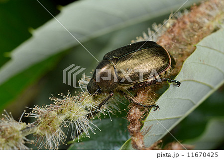 ドウガネブイブイ 11670425