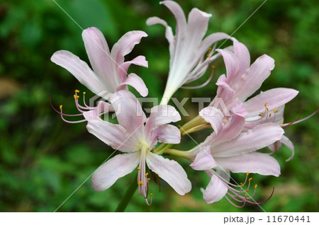 ナツズイセン 11670441