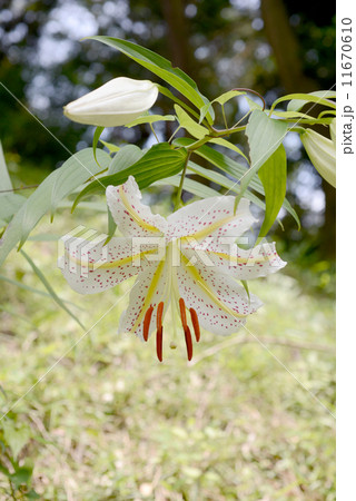 ヤマユリの花 11670610