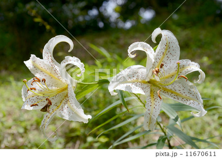 ヤマユリの花 11670611