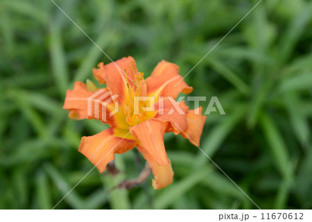 ヤブカンゾウ 11670612