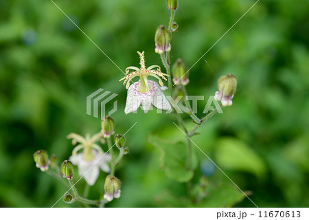 ヤマホトトギス 11670613
