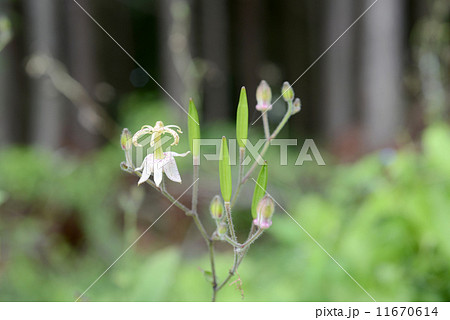 ヤマホトトギス 11670614