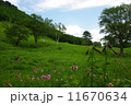 ひめさゆり 11670634