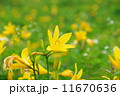 きすげ 11670636