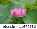 ハス 11670638