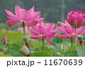 はす 11670639
