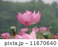 はす 11670640
