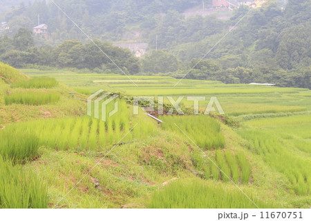 横瀬町　寺坂棚田 11670751
