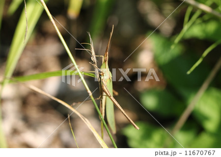 ショウリョウバッタ 11670767