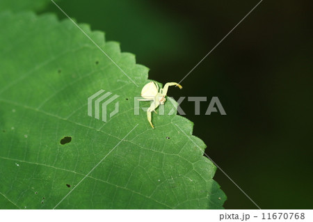 アズチグモ 11670768