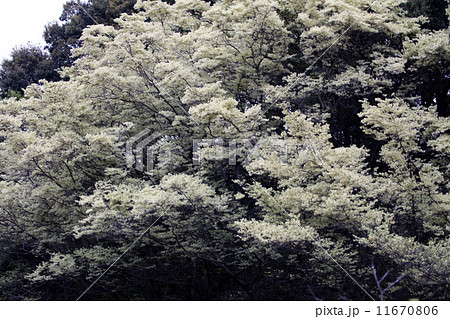 トキワマンサク 11670806