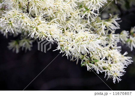 トキワマンサク 11670807