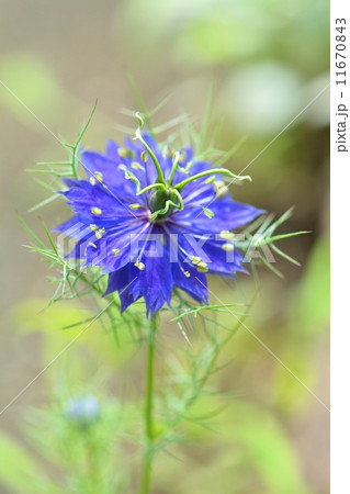 ニゲラ ニゲラ 11670843