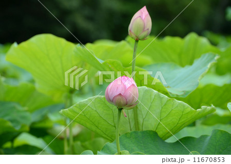 ピンクの蕾 ピンクの蕾 11670853