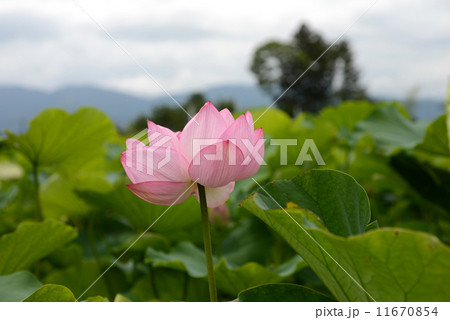 ピンクのハス花 11670854