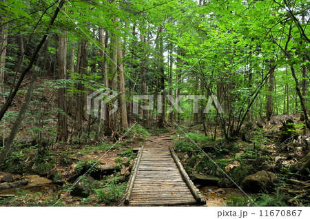 長野県 木曽郡 赤沢自然休養林 ハイキング 長野県 木曽郡 赤沢自然休養林 ハイキング 11670867
