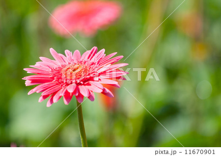 Gerberas blur background 11670901