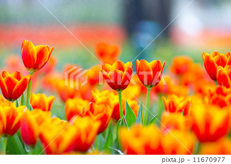 Orange tulips with bokeh Orange tulips with bokeh 11670977