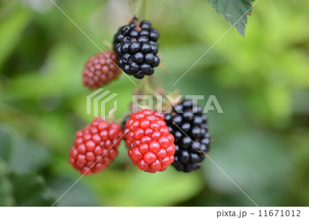 キイチゴ 11671012