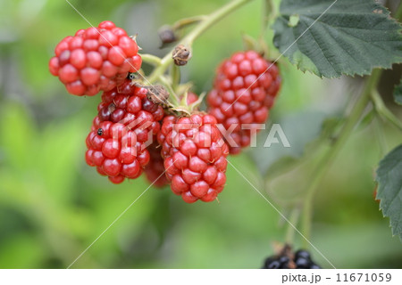 キイチゴ 11671059