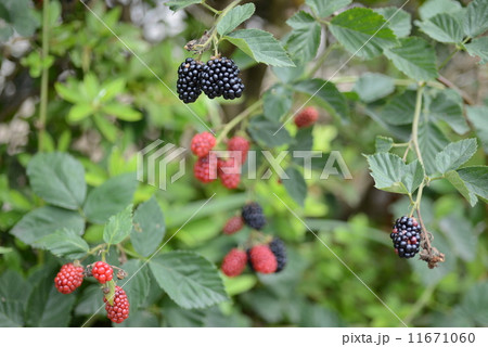 キイチゴ 11671060