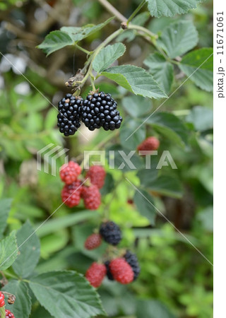 キイチゴ 11671061