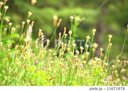 ヘラオオバコの群生 11671678