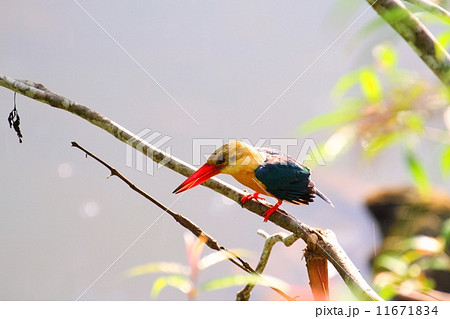 Stork-billed Kingfisher （コウハシショウビン） 11671834