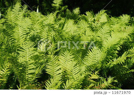 ヤブシダ ヤブシダ 11671970