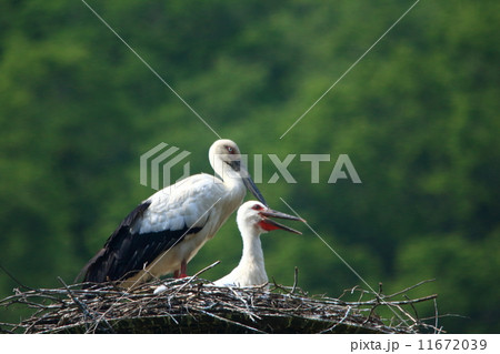 こうのとり 11672039