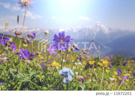 Mountains meadow 11672201