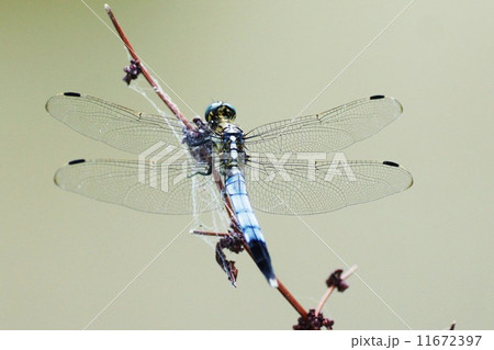 トンボ 11672397
